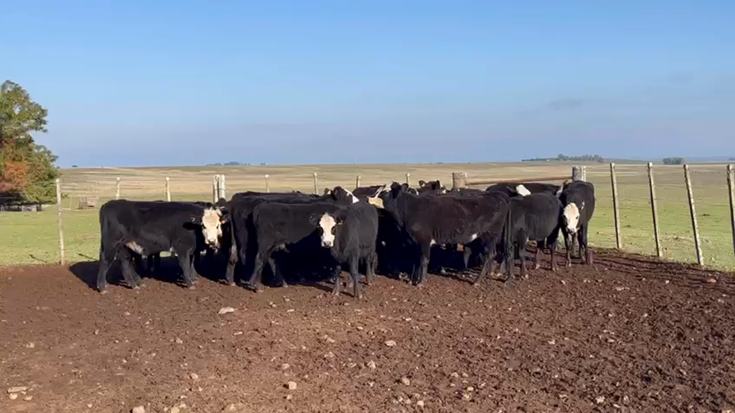Lote VAQUILLONAS