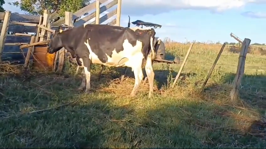 Lote Industria a remate en #42 Pantalla Carmelo  480kg -  en COLONIA QUEVEDO