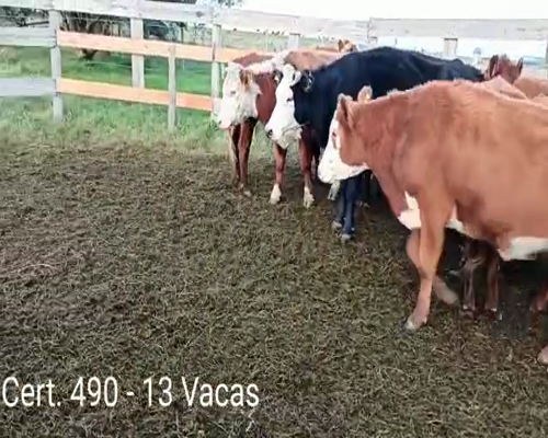 Lote (Vendido)13 Vacas de Invernada 2 HE - 2 RA -   6 RA HE - 2 AA HE - 1 AA a remate en Remate virtual de Coco Morales & Asoc. 335kg -  en A 8KM DE CARDONA