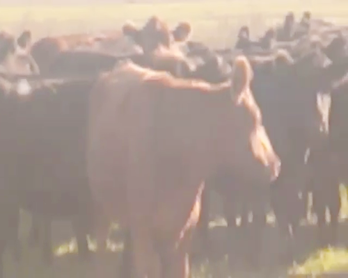 Lote 29 Vacas de invernar en Rauch, Buenos Aires