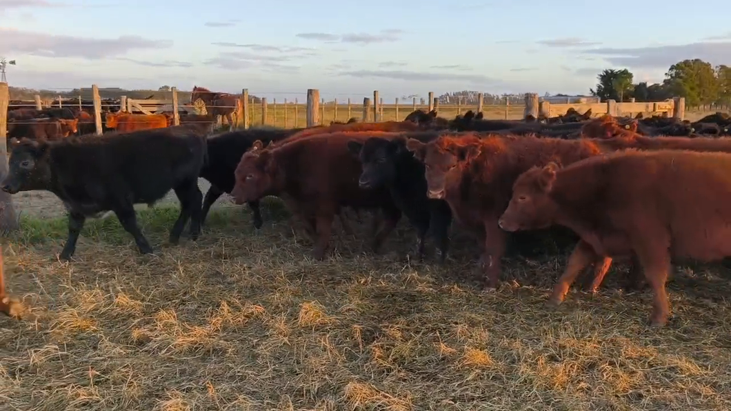 Lote 60 Terneros