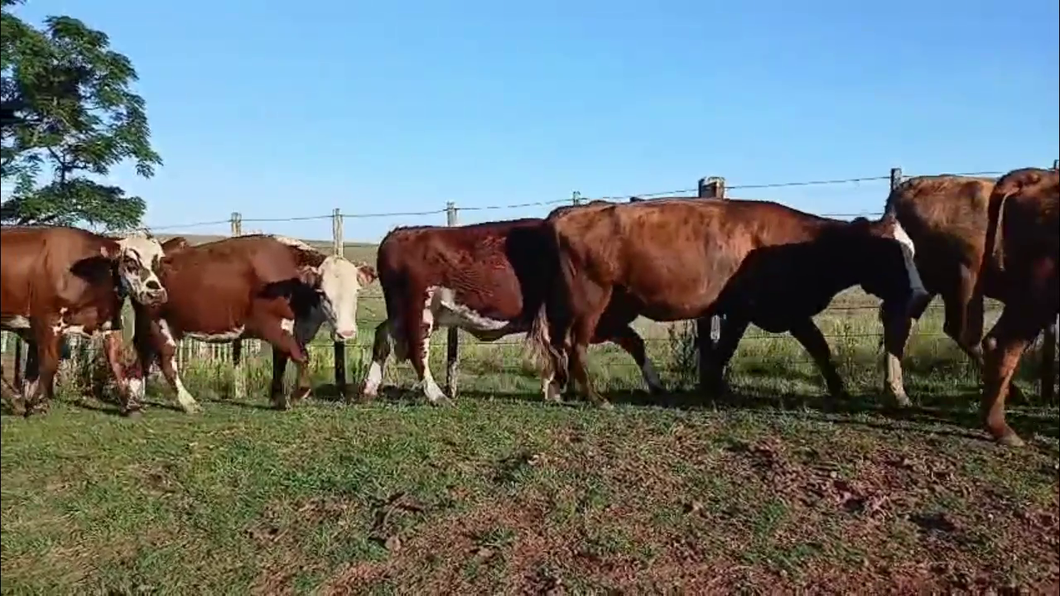 Lote VACAS PREÑADAS