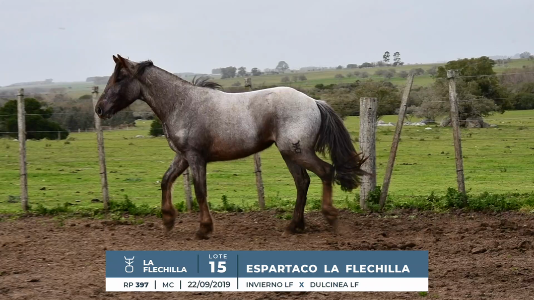 Lote ESPARTACO LA FLECHILLA