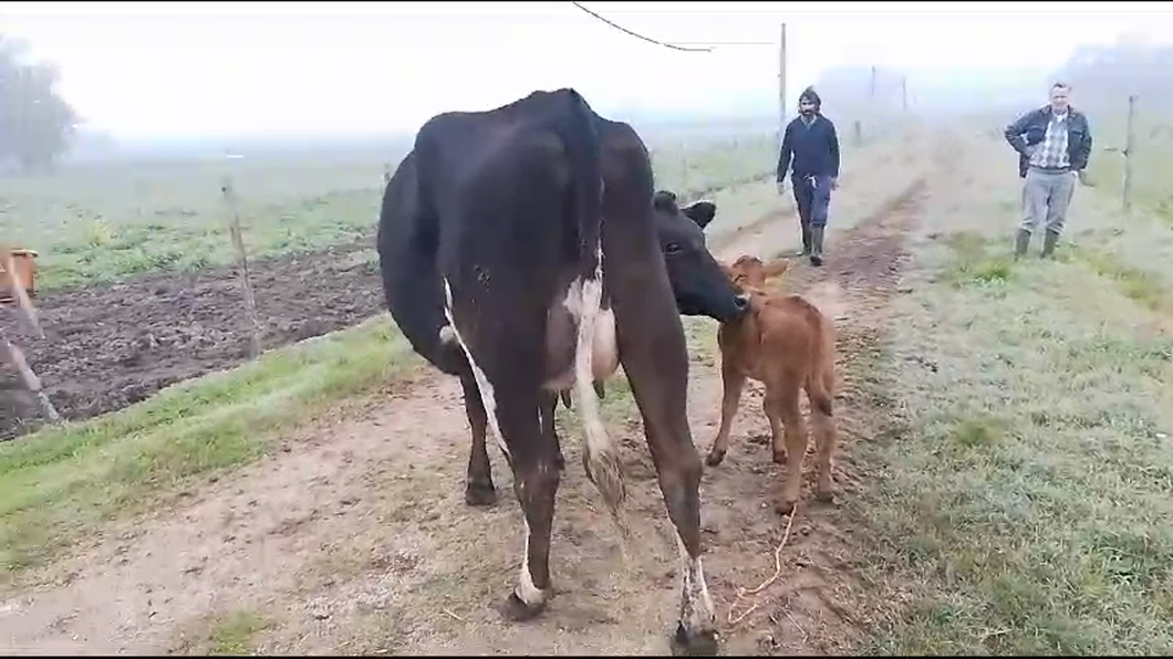 Lote 2 Vaquillonas  Kiwi a remate en Pantalla Camy  450kg -  en Ciudad Rodriguez