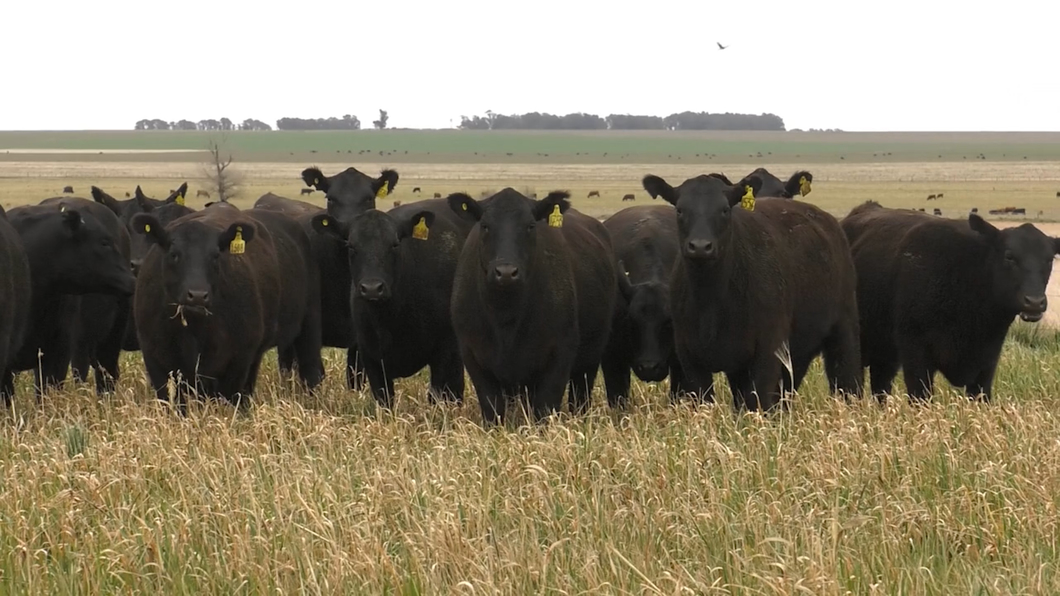 Lote VAQ. ANGUS NEGRAS P. CONTROLADAS C/GTÍA DE PREÑEZ