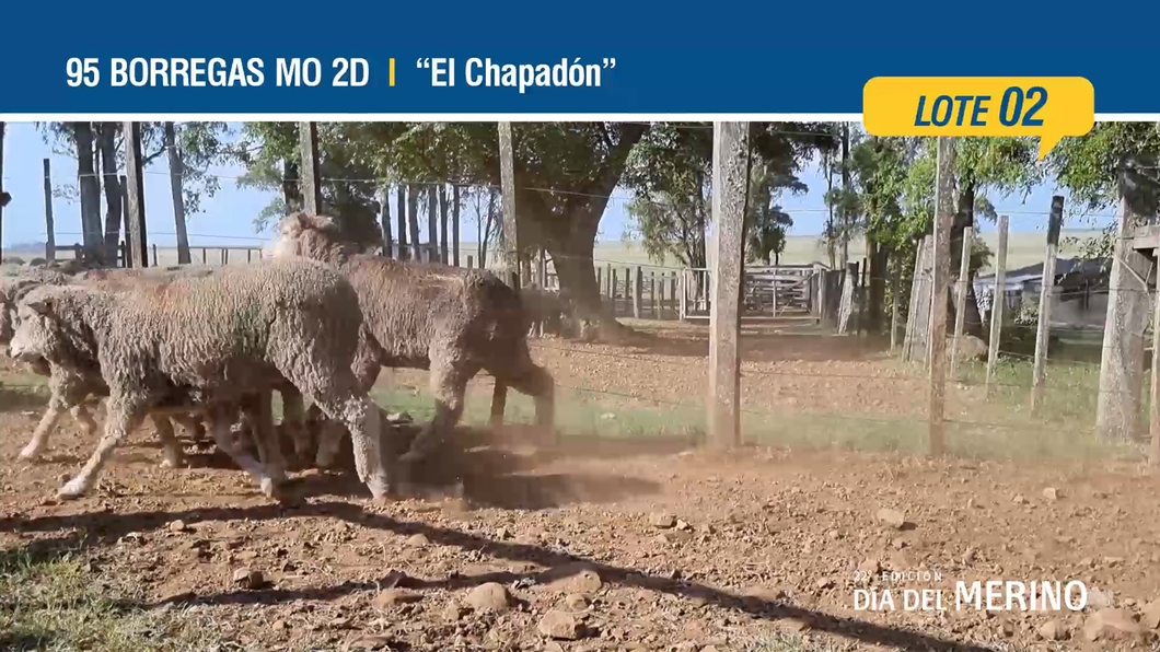 Lote Lote 2