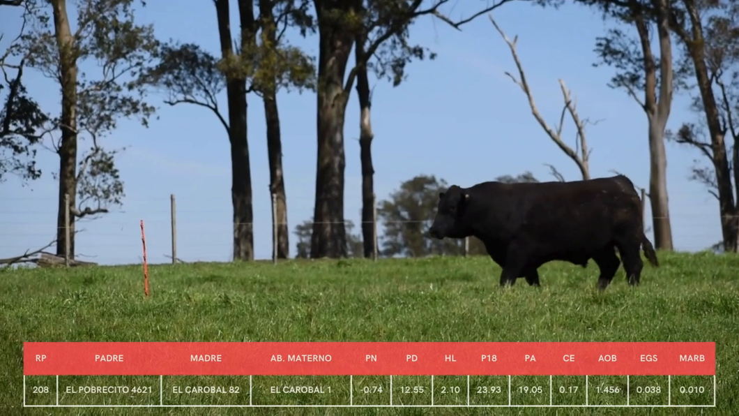 Lote Toros a remate en La Concepcion y El Carobal, Cerro Largo