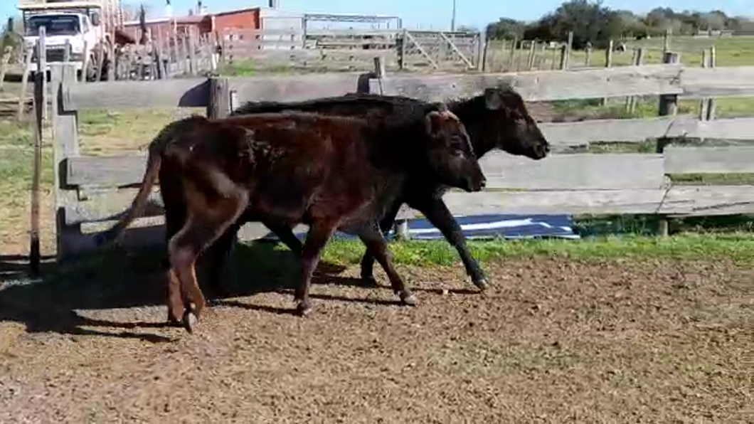 Lote (Vendido)2 Vacas de Invernada a remate en PANTALLA FEDERICO GARLAND 270kg -  en BRITOPOLIS