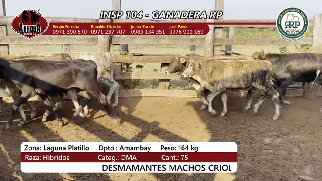 Lote Insp 104