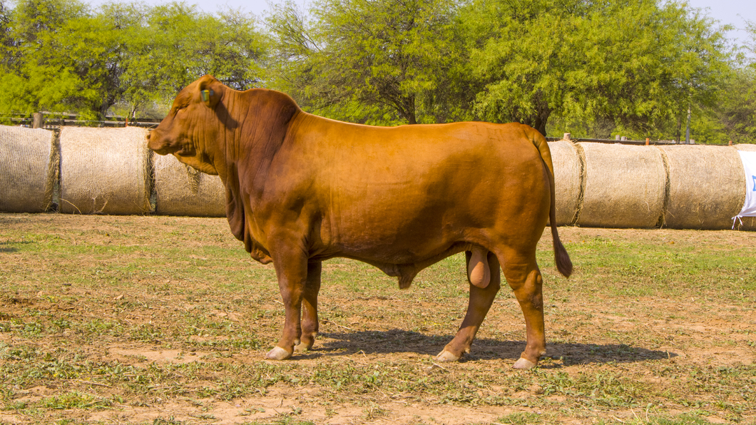 Lote Toros