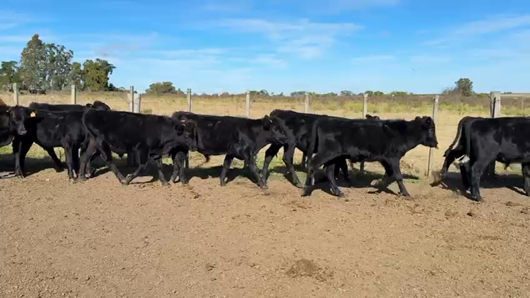 Lote TERNEROS