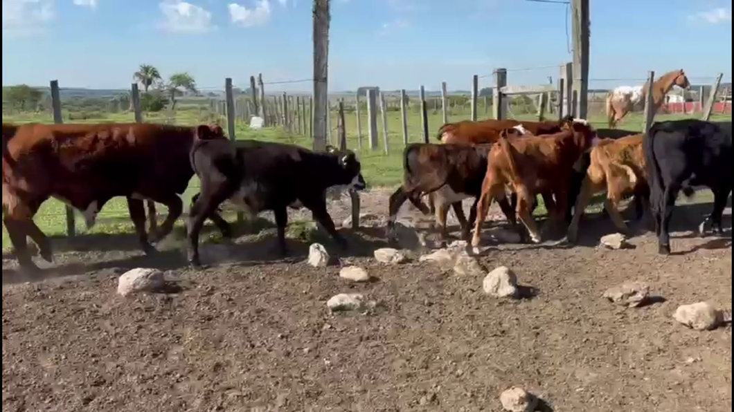 Lote TERNEROS