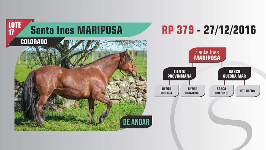 Lote Santa Ines MARIPOSA