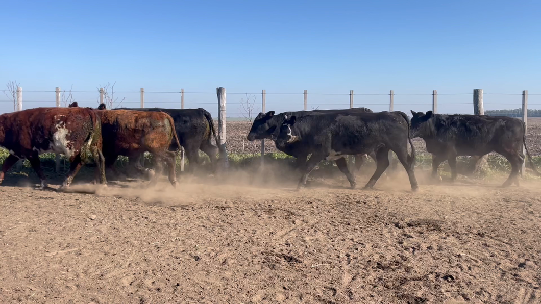 Lote NOVILLOS 1 a 2 AÑOS