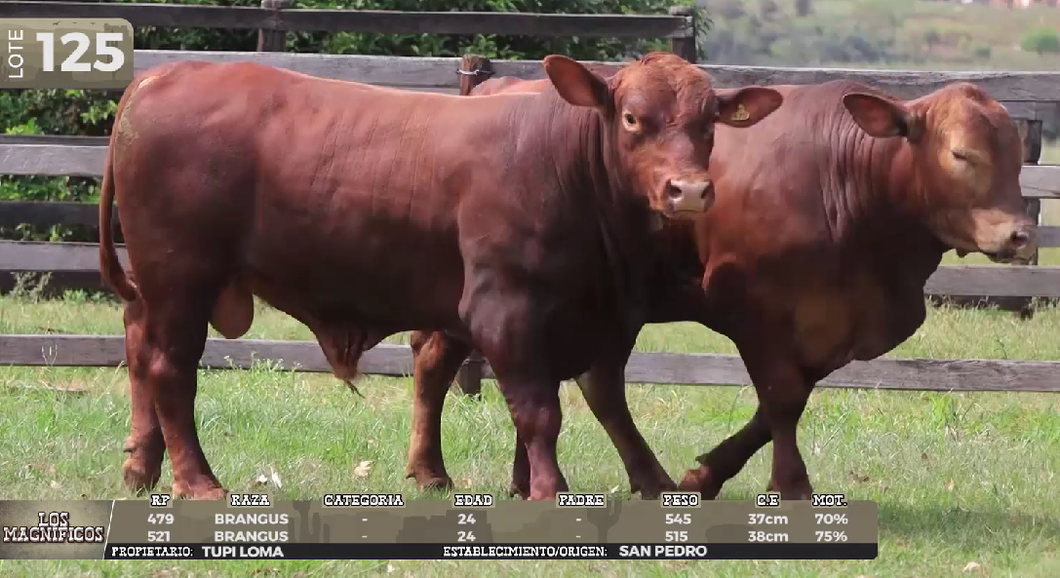 Lote LOTE 125