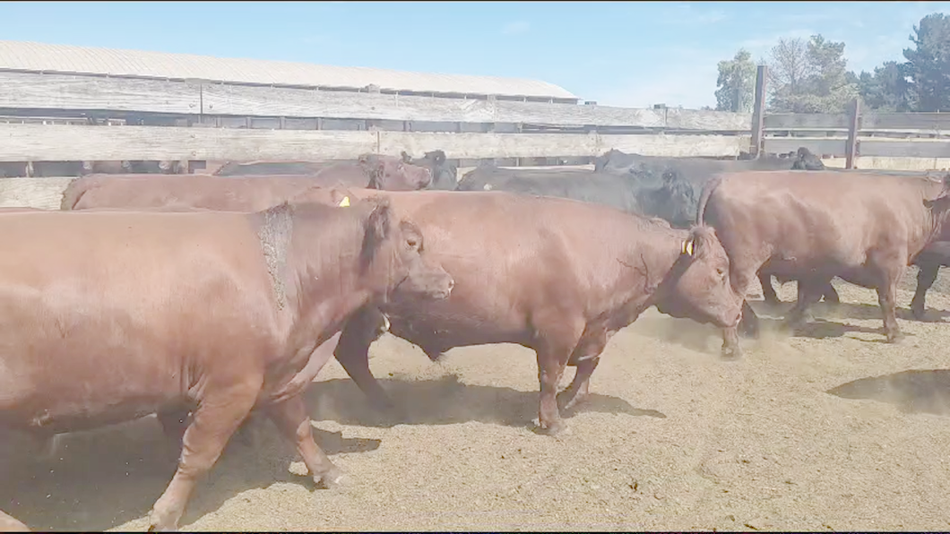 Lote 15 Novillo Gordo en Los Ángeles, VIII Región Biobío