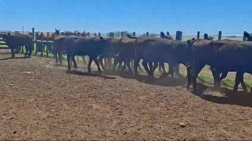 Lote 15 Vaquillonas 1 a 2 años 15 AA a remate en 26° Remate Anual 302kg -  en LAURELES