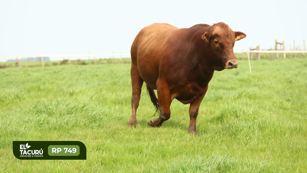 Lote Toros a remate en Subasta Virtual El Tacuru, Montevideo