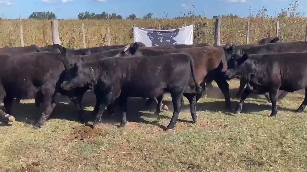 Lote 25 Terneros/as