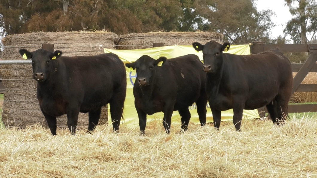 Lote VAQUILLONAS ANGUS GENERALES PARICION PRIMAVERA