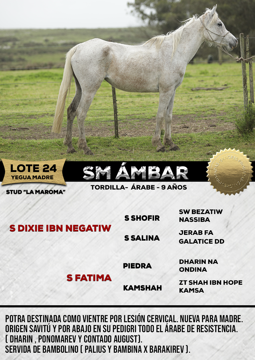 Lote SM ÁMBAR