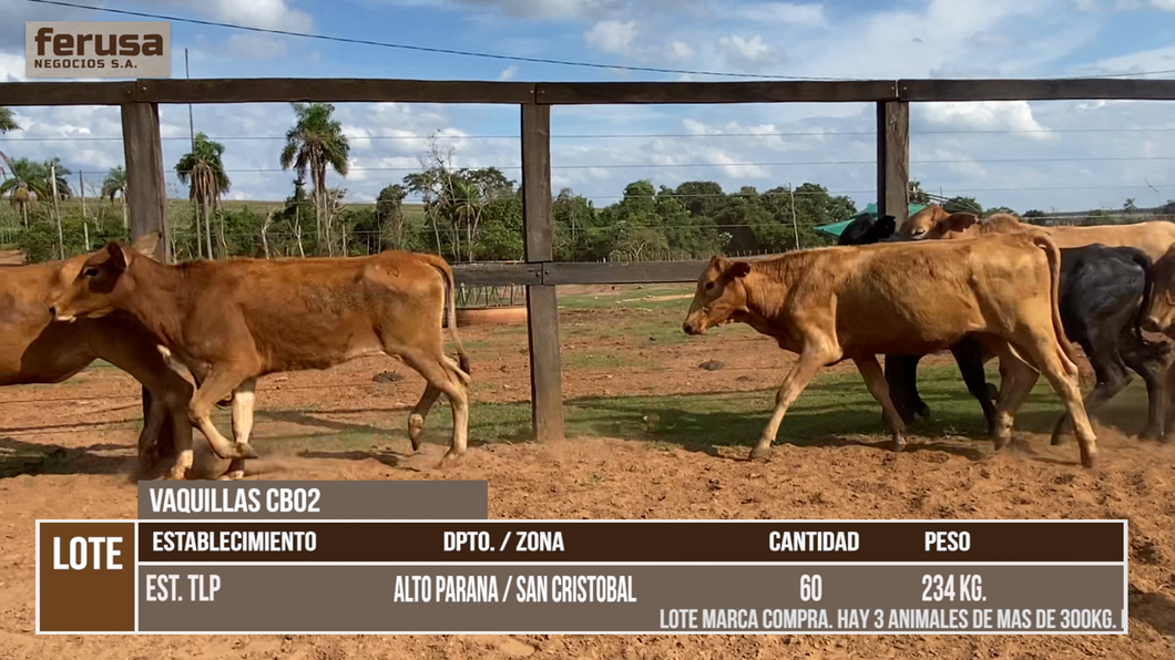 Lote LOTE 4