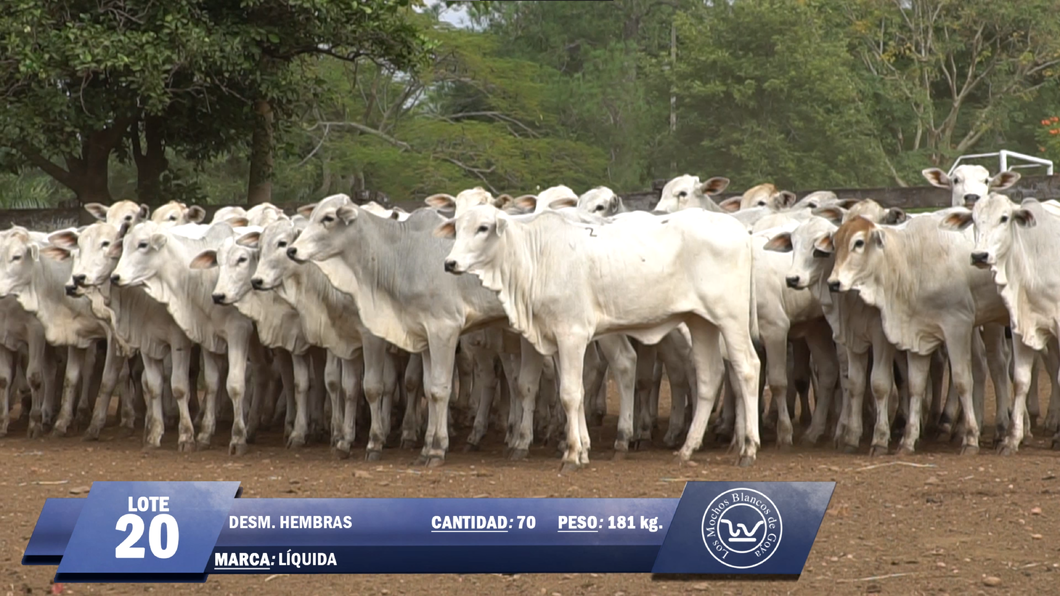 Lote Lote 20