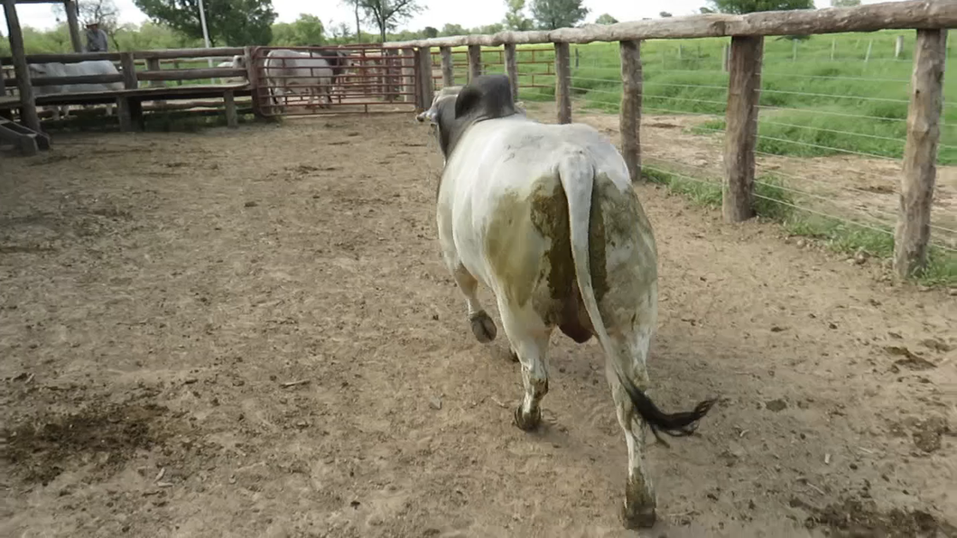 Lote Machos BRAHMAN a remate en Expo Pioneros 24 de Mayo 2024 en Pioneros del Chaco S.A.