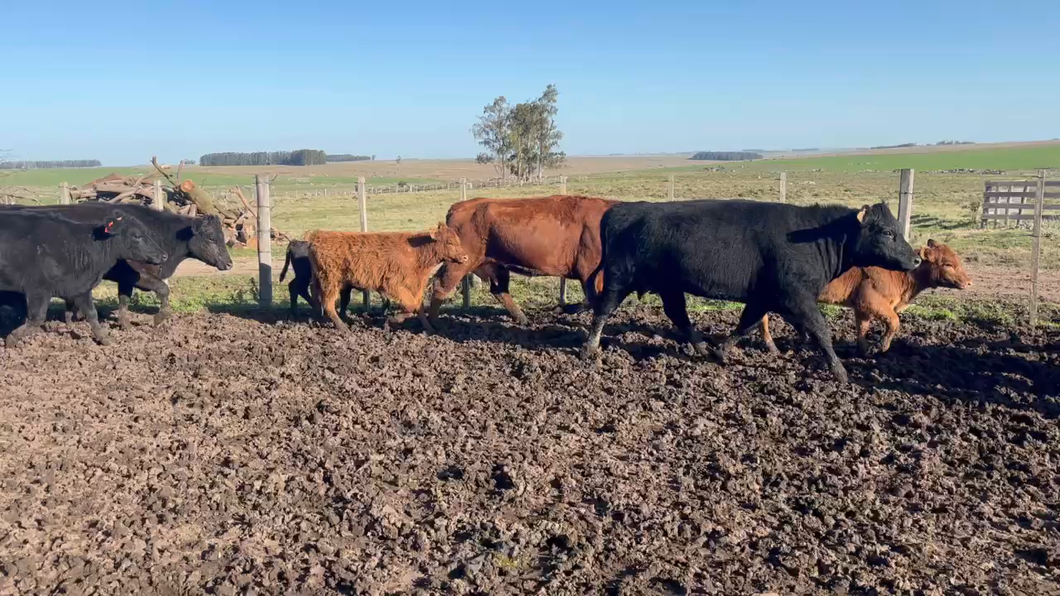 Lote 34 Piezas de cría en Palermo, Florida