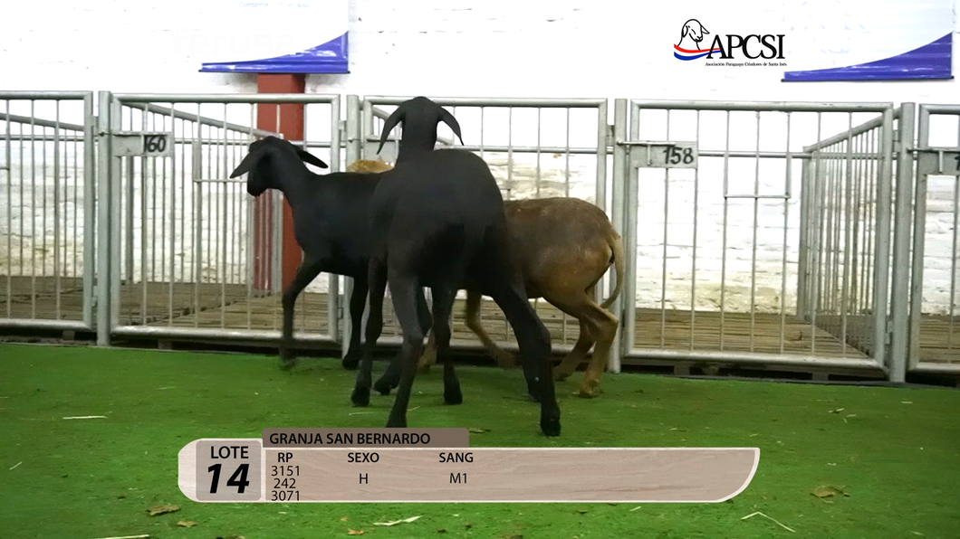 Lote Nacional Santa Inés Campo - Lote 14