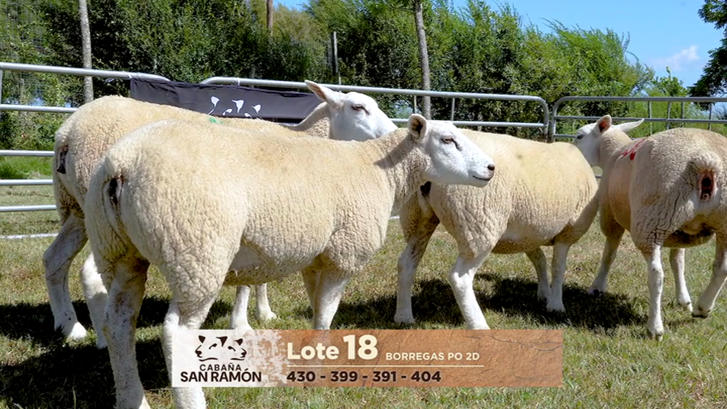 Lote Lote 18
