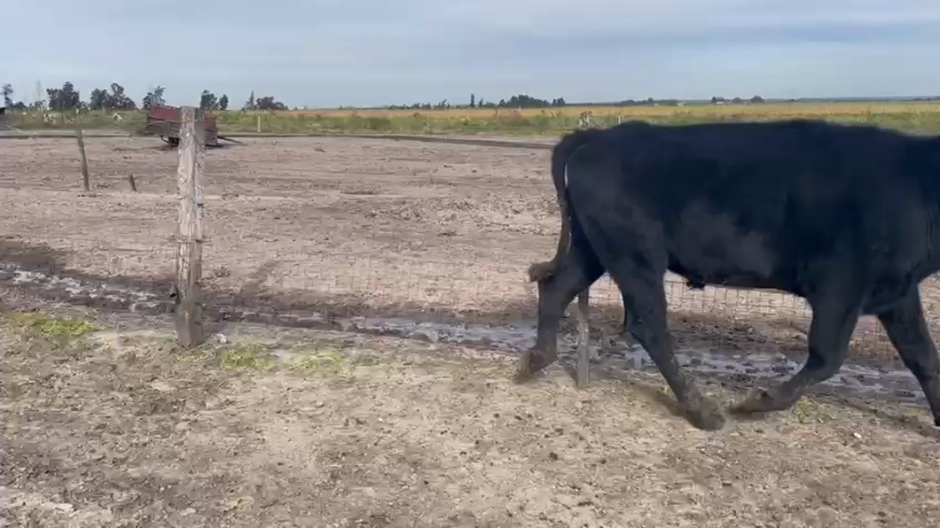 Lote 5 Novillos 2 a 3 años CRUZA a remate en Pantalla - Luis Zaldua 400kg -  en N HESPERI