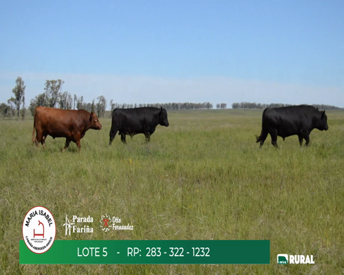 Lote TOROS PPI 2 y 3 AÑOS