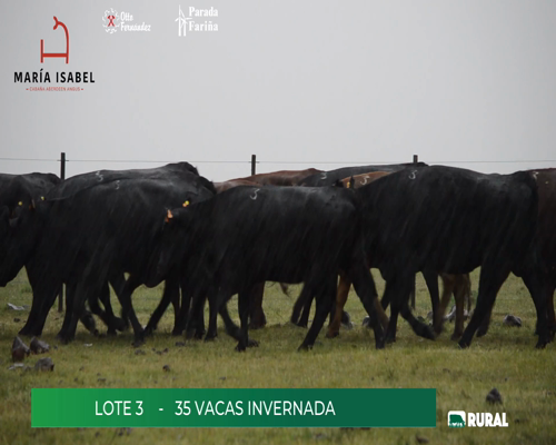 Lote (Vendido)35 Vacas de Invernada a remate en María Isabel, Artigas