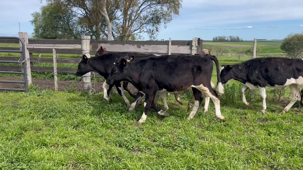 Lote TERNEROS