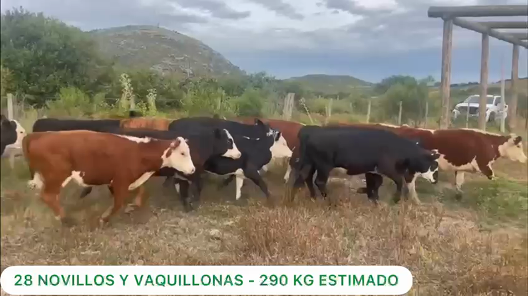 Lote Novillos y Vaquillonas