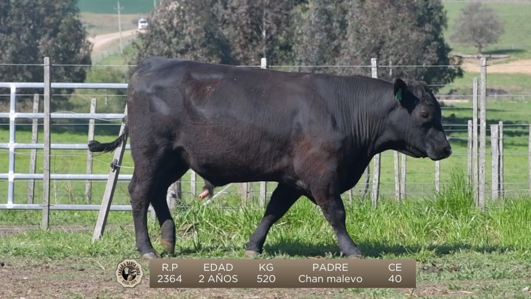 Lote Brete 1 - Santa Luisa Angus