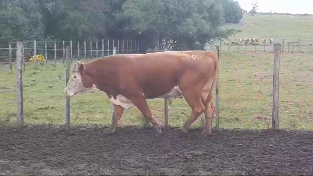 Lote Toros HEREFORD a remate en #50 Pantalla Carmelo 700kg -  en PASO HOSPITAL