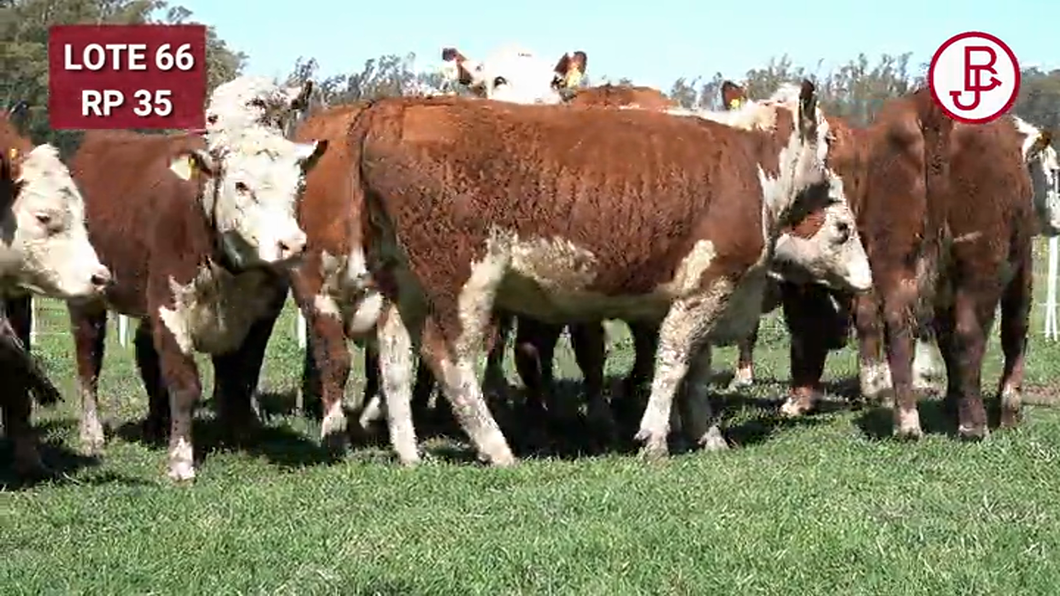 Lote VAQUILLONAS PREÑADAS Polled Hereford -PARICION OTOÑO 2024-