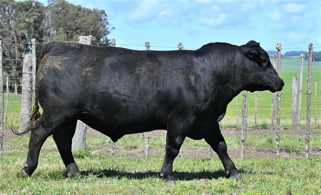 Lote TOROS LA ORACION