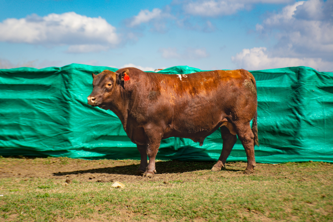 Lote Toros