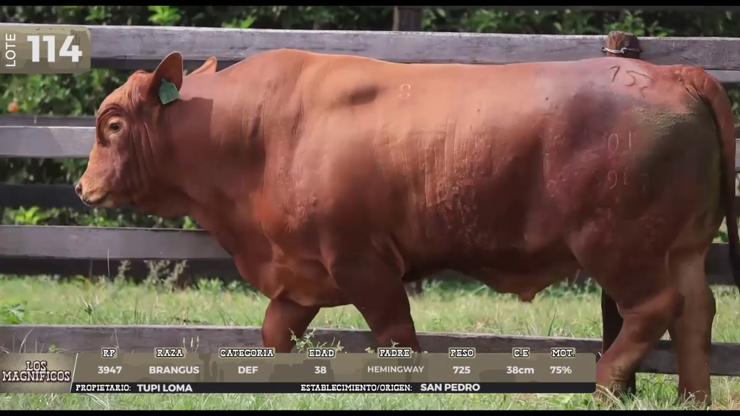 Lote LOTE 114