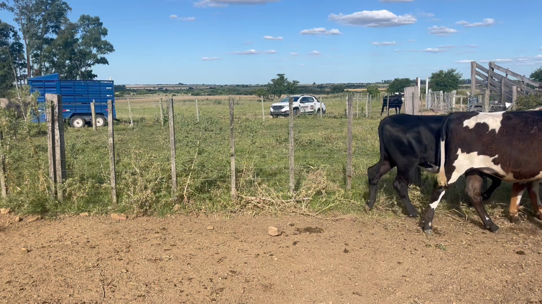 Lote TERNEROS Y TERNERAS