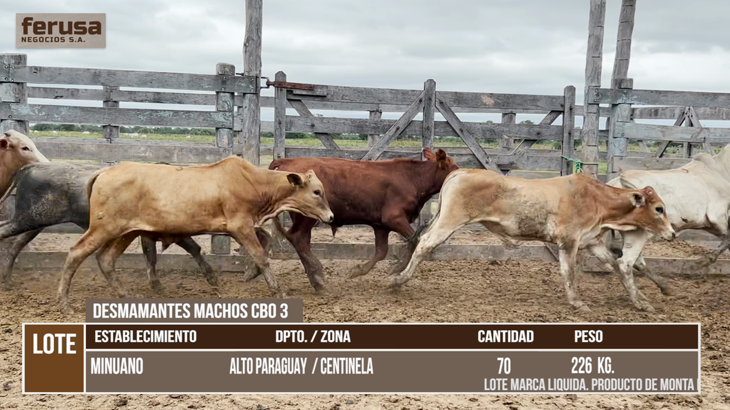 Lote LOTE 7