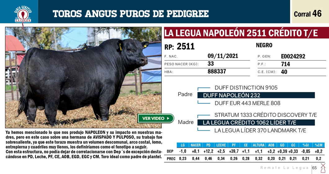 Lote TOROS ANGUS PP