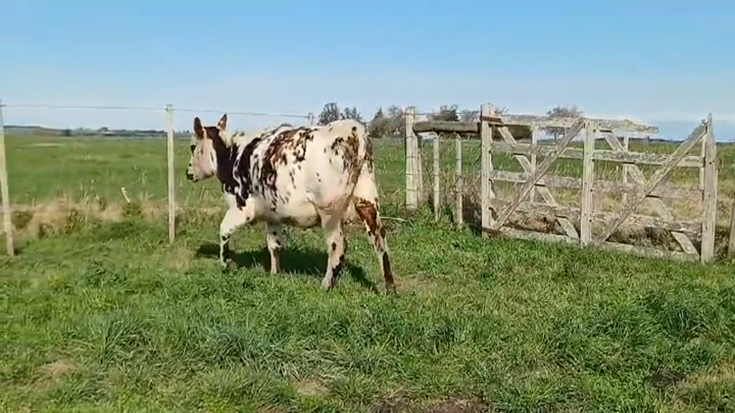 Lote vaca parida el 26/8/24