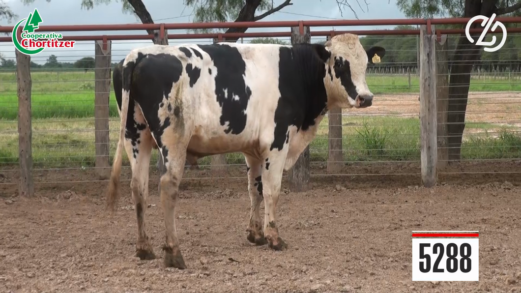Lote Toros Holando