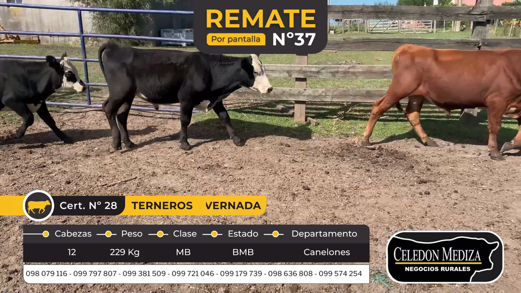 Lote 12 Terneros en Canelones