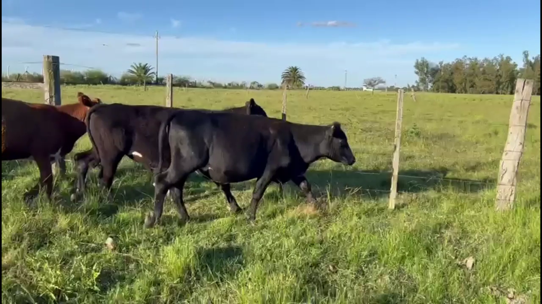 Lote NOVILLOS 1 A 2 AÑOS.