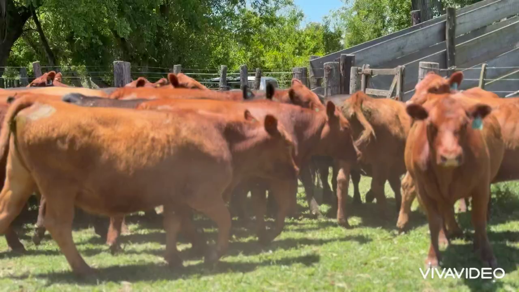 Lote 38 Vaquillonas C/ gtia de preñez